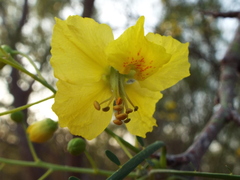 Parkinsonia aculeata