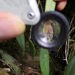 Lepanthes monoptera