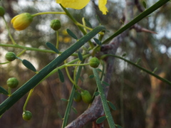 Parkinsonia aculeata