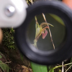 Lepanthes monoptera