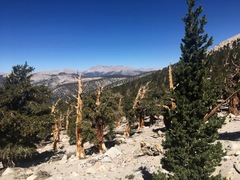 Pinus balfouriana