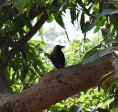 Corvus splendens