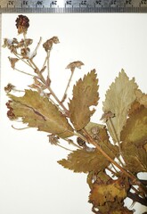 Rubus ablatus