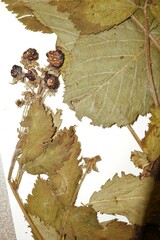 Rubus ablatus