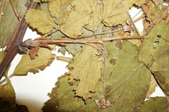Rubus ablatus