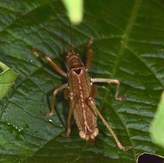 Idiarthron hammuliferum