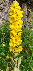 Verbascum densiflorum
