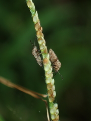 Pachyphlegyas modigliani