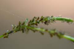 Impatientinum asiaticum