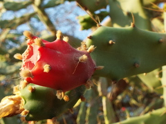 Opuntia karwinskiana