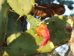Opuntia karwinskiana