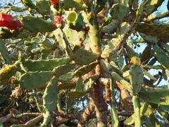 Opuntia karwinskiana