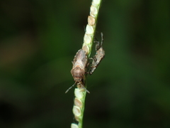 Pachyphlegyas modigliani