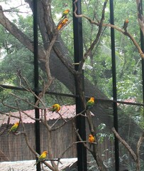 Aratinga solstitialis