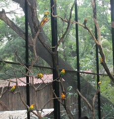 Aratinga solstitialis