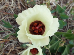 Cienfuegosia rosei