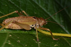 Idiarthron hammuliferum