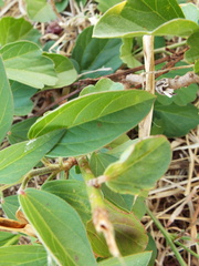 Cienfuegosia rosei