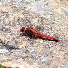 Crocothemis sanguinolenta