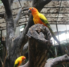 Aratinga solstitialis