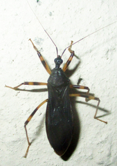 Reduvius tarsatus
