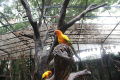 Aratinga solstitialis