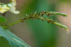 Impatientinum asiaticum
