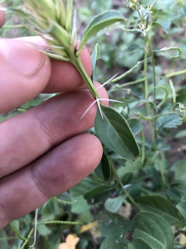 Barleria eranthemoides image