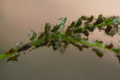 Impatientinum asiaticum