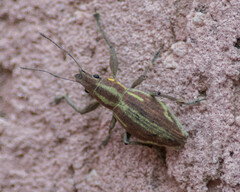 Naupactus xanthographus