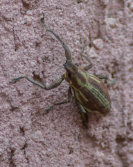 Naupactus xanthographus