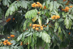 Saraca