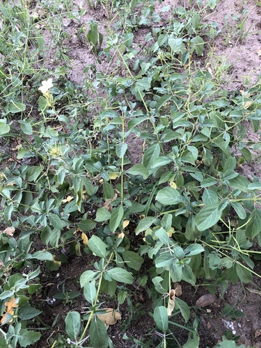 Barleria eranthemoides image