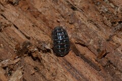 Armadillidium pictum