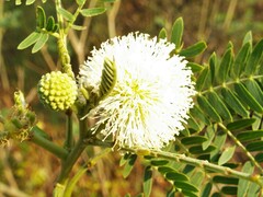Leucaena