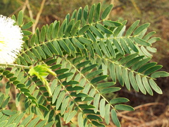 Leucaena