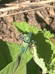 Naupactus