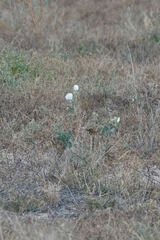 Argemone pleiacantha