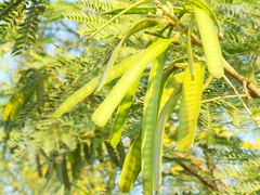 Leucaena