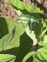 Naupactus