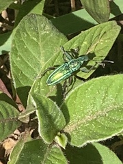 Naupactus