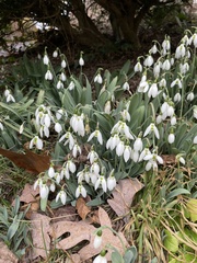 Galanthus elwesii