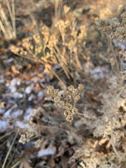 Tanacetum polycephalum