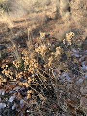 Tanacetum polycephalum