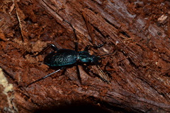 Carabus intricatus