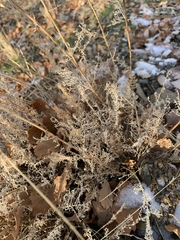 Tanacetum polycephalum