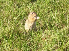 Spermophilus citellus