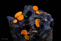 Dicephalospora rufocornea