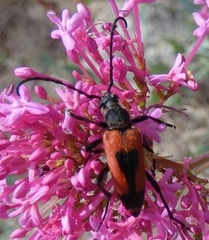 Stictoleptura cordigera