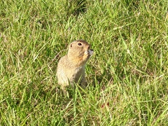 Spermophilus citellus